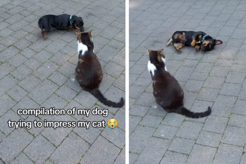 A little Jack Russell terrier tried everything to impress his cat sibling.