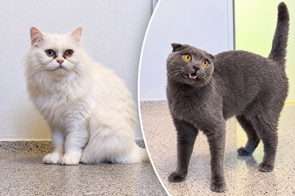 Perser-Mix-Katze Pamuk und Scottish-Fold-Kater Duman suchen ein gemeinsames Zuhause.