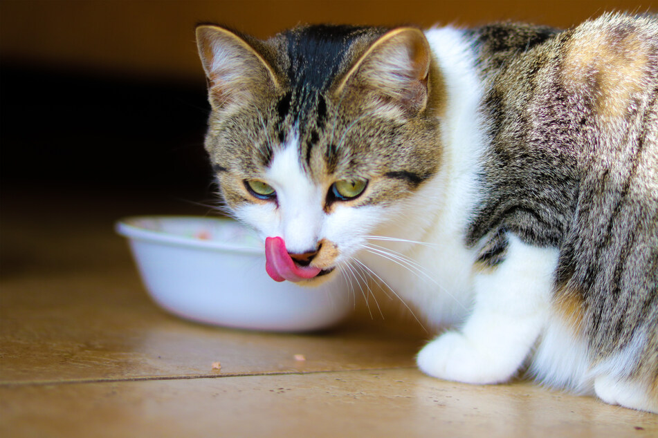 You can stop cat overeating, but it won't be easy.