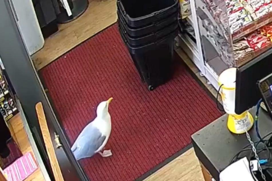 The seagull thief enters the Late Stop 24 store and heads toward the pastry shelf.