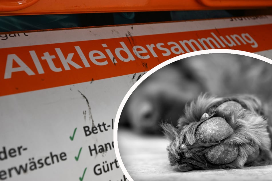 Neben einem Altkleidercontainer wurde ein toter Hund abgelegt. (Symbolbild)