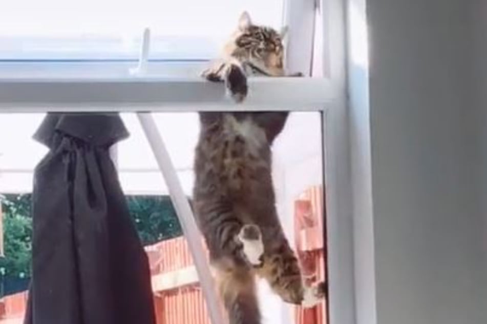 Hanging in there: the cat is determined to get in.