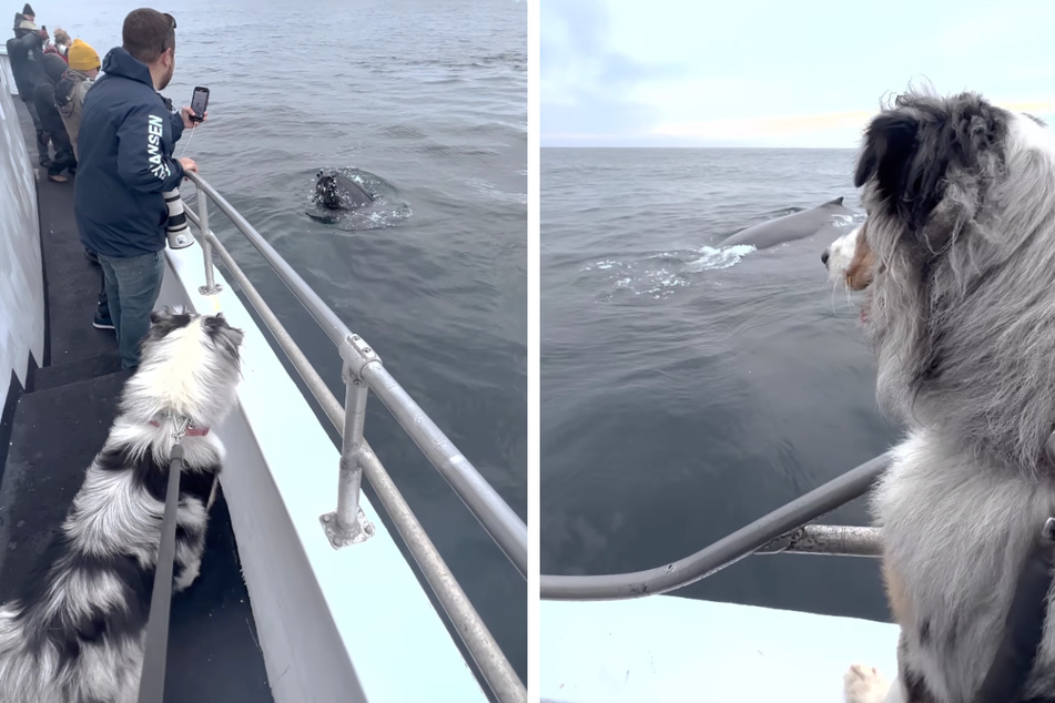 Sichtlich interessiert: Bootshund Skipper und der Buckelwal scheinen einander genauer kennenlernen zu wollen.
