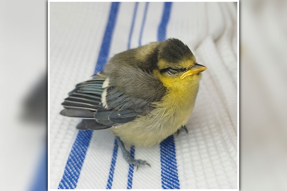 Mitglieder der Wildvogelhilfe arbeiten ehrenamtlich, um die Vögel in der Stadt zu unterstützen.