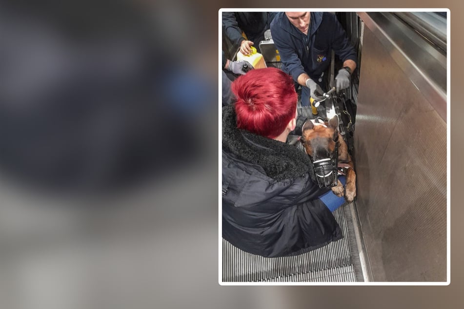 Fünf Monate alter Belgischer Schäferhund mit Rute in Rolltreppe festgeklemmt!