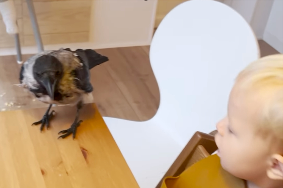 These two are total buddies! The toddler and his best bird friend love to eat and play together.