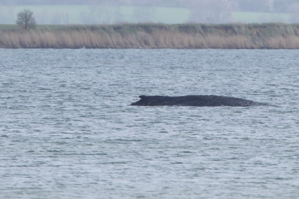 Vor der Insel Poel: Buckelwal sitzt schon wieder fest!