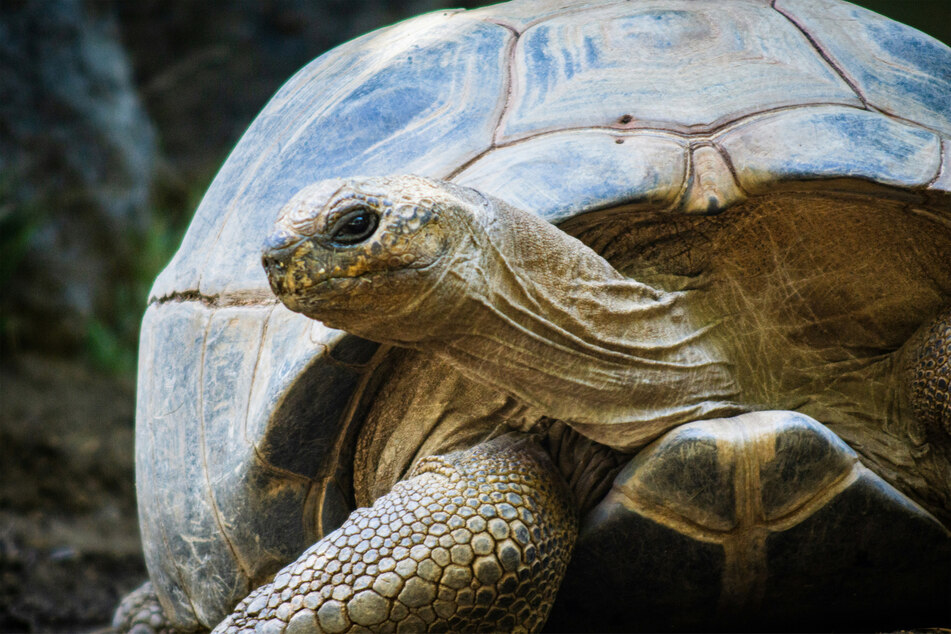 Giant tortoises like Jonathan often live between 100 and 150 years.