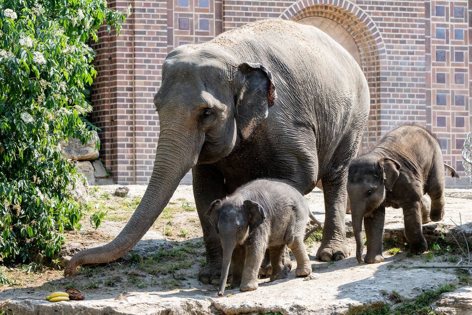 Im Leipziger Zoo gibt es aktuell drei Elefanten-Kinder: Zaya, Bao Ngoc und Akito.