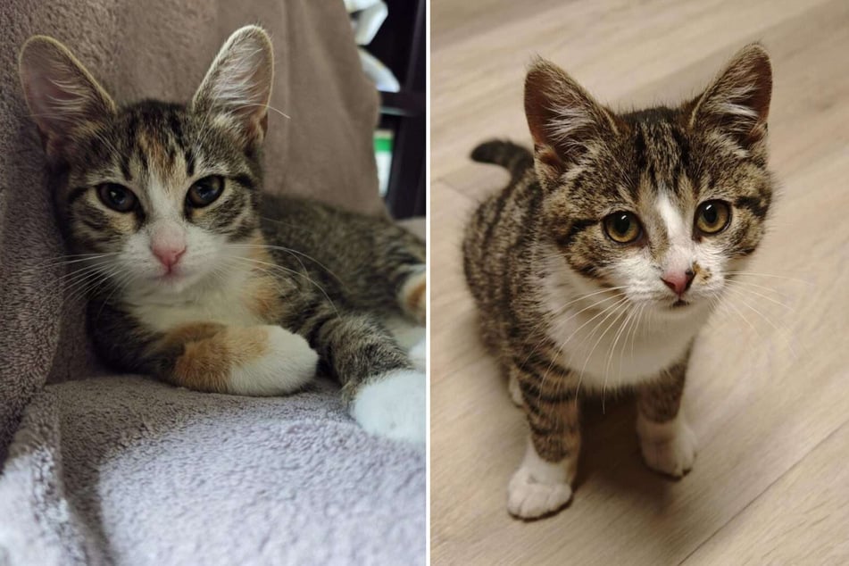 Hope (getigert-weiß, r.) und Holly (getigert-rot-weiß) suchen gemeinsam ein neues Zuhause.