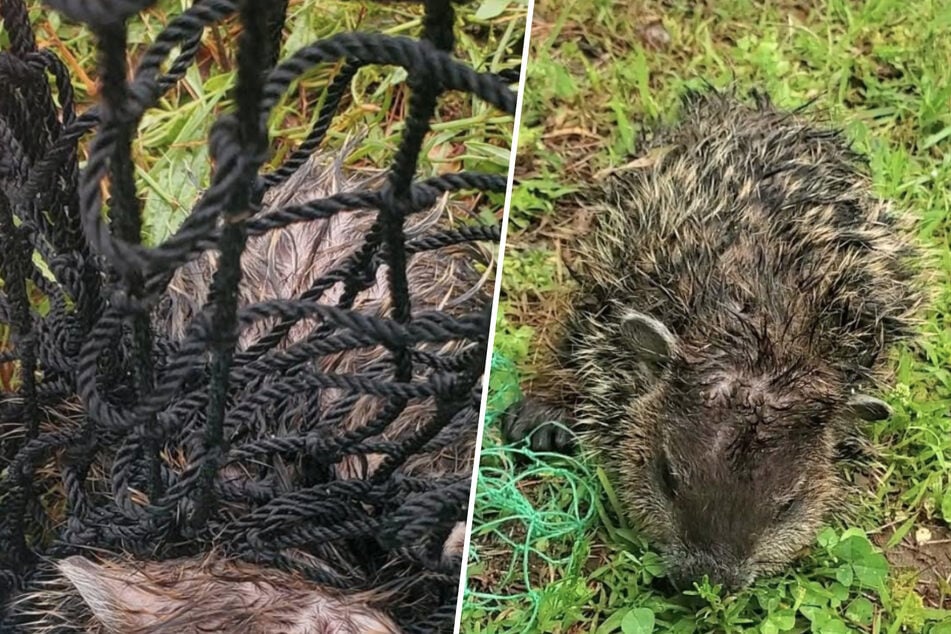 Tierschützer befreiten das Murmeltierbaby noch rechtzeitig aus einem Netz.