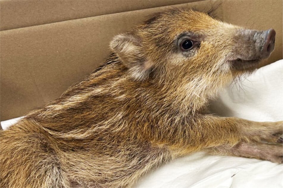 Ein Wildschwein-Frischling sorgte am Samstag für Trubel in Idar-Oberstein.