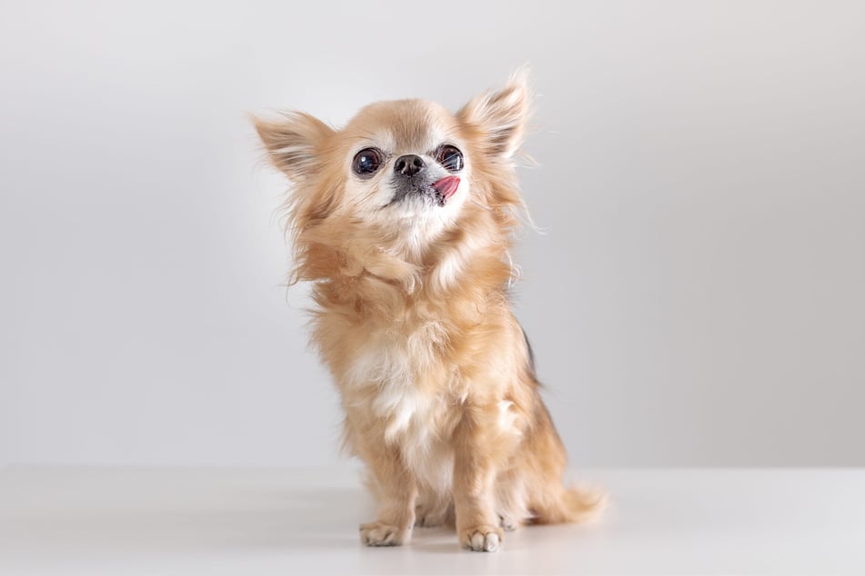Vladimir B. misshandelte Chihuahua-Hündin Bella so schwer, dass ihre Augen entfernt werden mussten. (Symbolfoto)