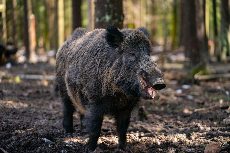 Des Keilers neuer Name: Das russischstämmige Wildschwein "Putin" bekommt am Dienstag ab 14 Uhr hochoffiziell einen neuen Namen.