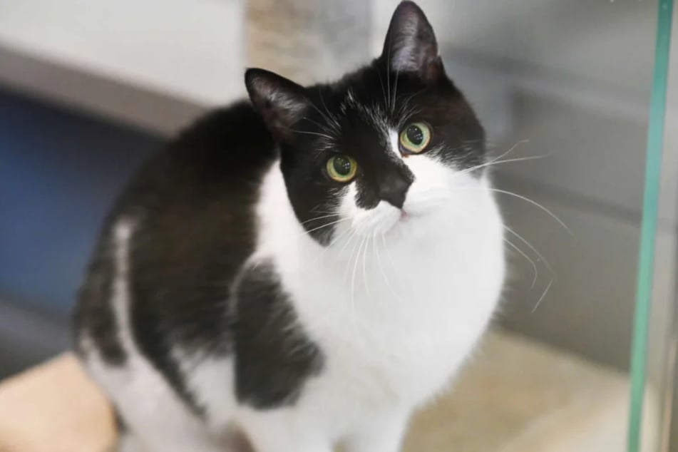 Katze Pauline (13) aus dem Berliner Tierheim möchte adoptiert werden.