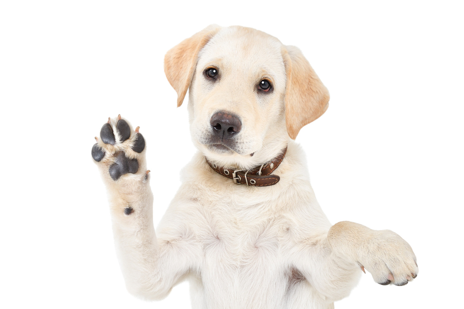 "Gib Pfötchen": TAG24 kennt die besten Pflegetipps für samtige Hundepfoten.