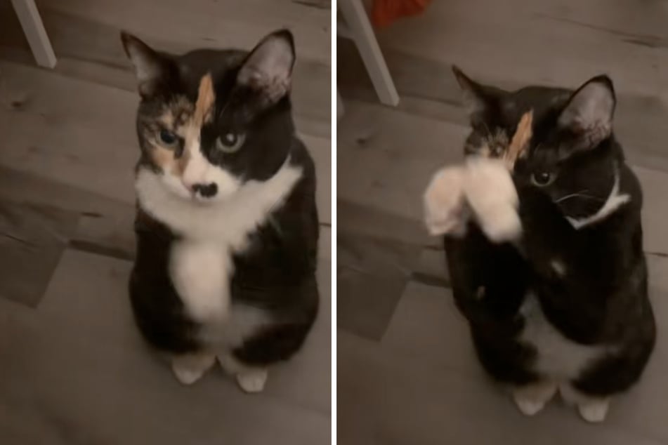 Auf den Hinterpfoten bittet Katze Daisy ihr Frauchen um eine zweite Portion.