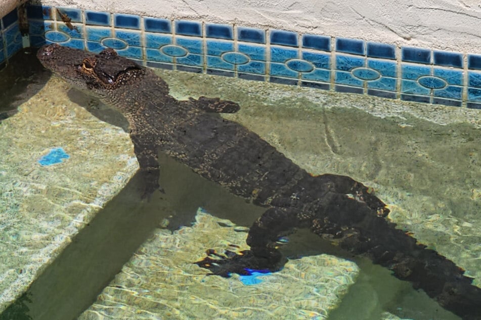 Der Alligator machte es sich im Pool gemütlich.