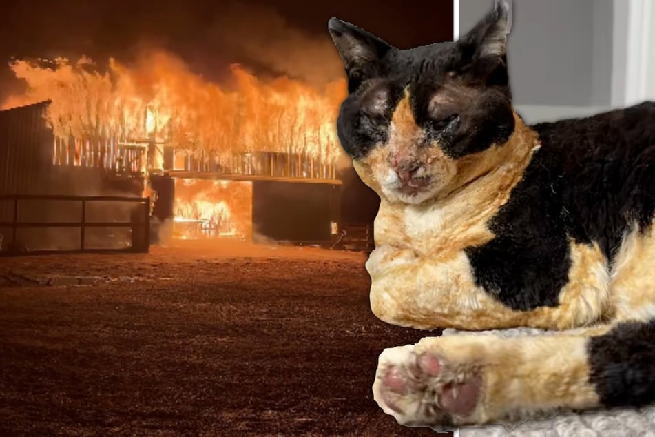 Katze nach Brand auf Bauernhof spurlos verschwunden: Als man sie findet, bleibt Besitzern das Herz stehen