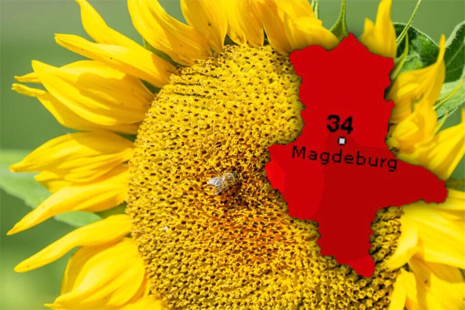 Hitzewoche in Sachsen-Anhalt: Bis 35 Grad und keine Abkühlung in Sicht