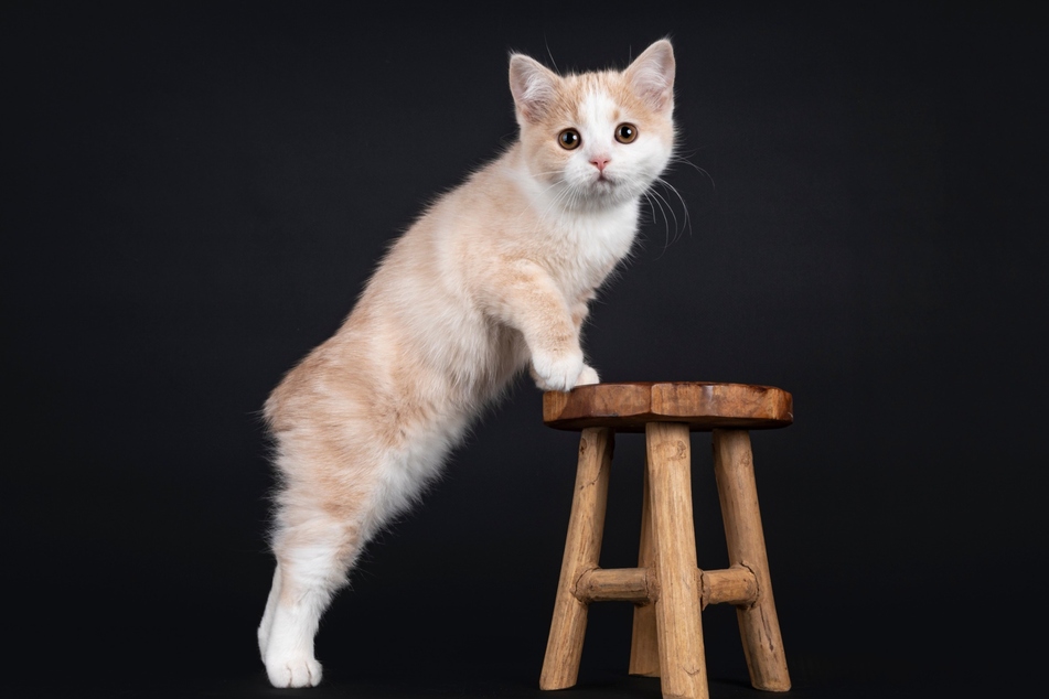 Katzen mit kurzen Beinen sind in ihrer Bewegung deutlich eingeschränkt. Oftmals leiden sie auch unter weiteren gesundheitlichen Problemen.