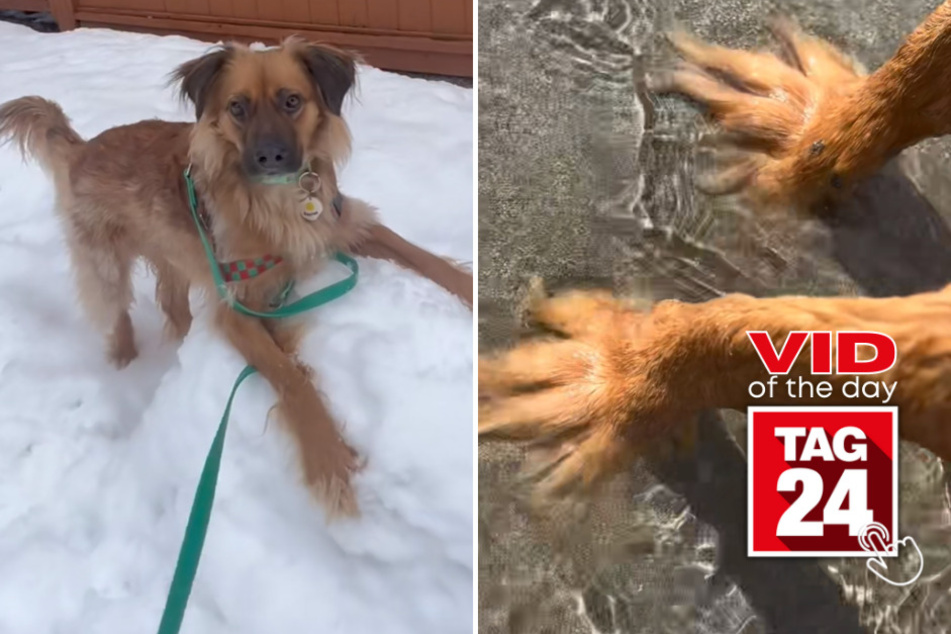 viral videos: Viral Video of the Day for March 22, 2023: Dog Grinch toes!