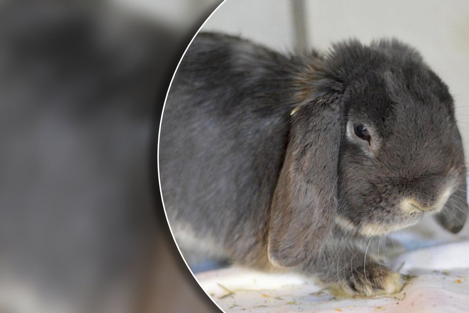 Kaninchen leidet an schweren Krankheiten: Tierheim hat einen letzten Wunsch