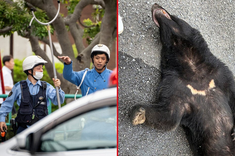 Bear responsible for mass school closures in Japan has been captured after 4-day search