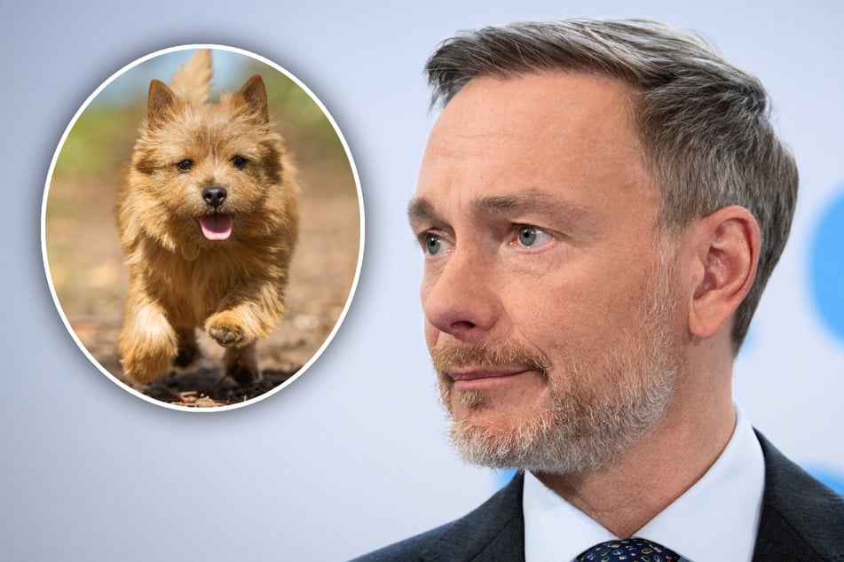 Christian Lindner (46) soll einen Norfolk Terrier überfahren haben. (Symbolbild/Montage)