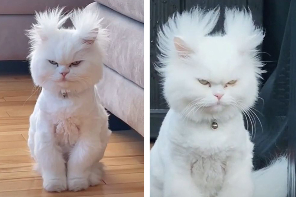 It's no wonder this cat's social media account is called CalzyKool. His hair is always super fly.