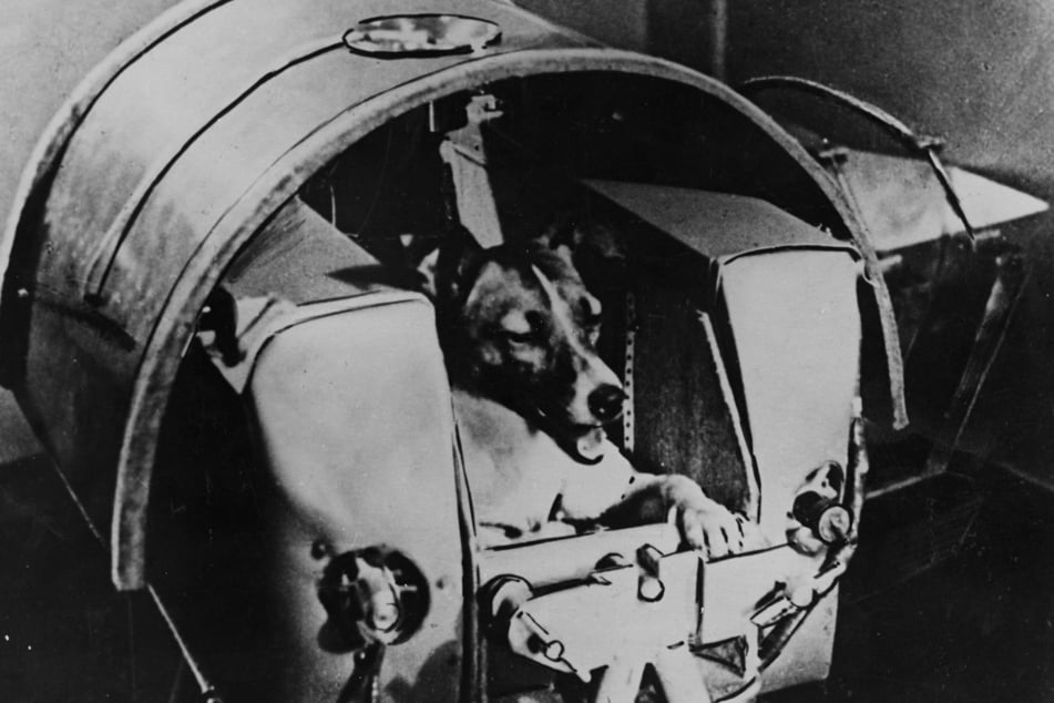 The then two-year-old Laika posed during tests in a pressurized cabin (archive image).