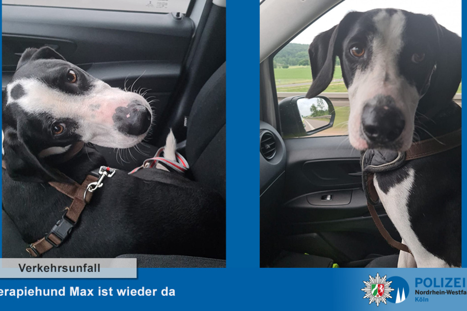 Die Polizei wurde durch einen Spaziergänger gerufen, der den leicht verletzten Hund in einer Böschung fand.