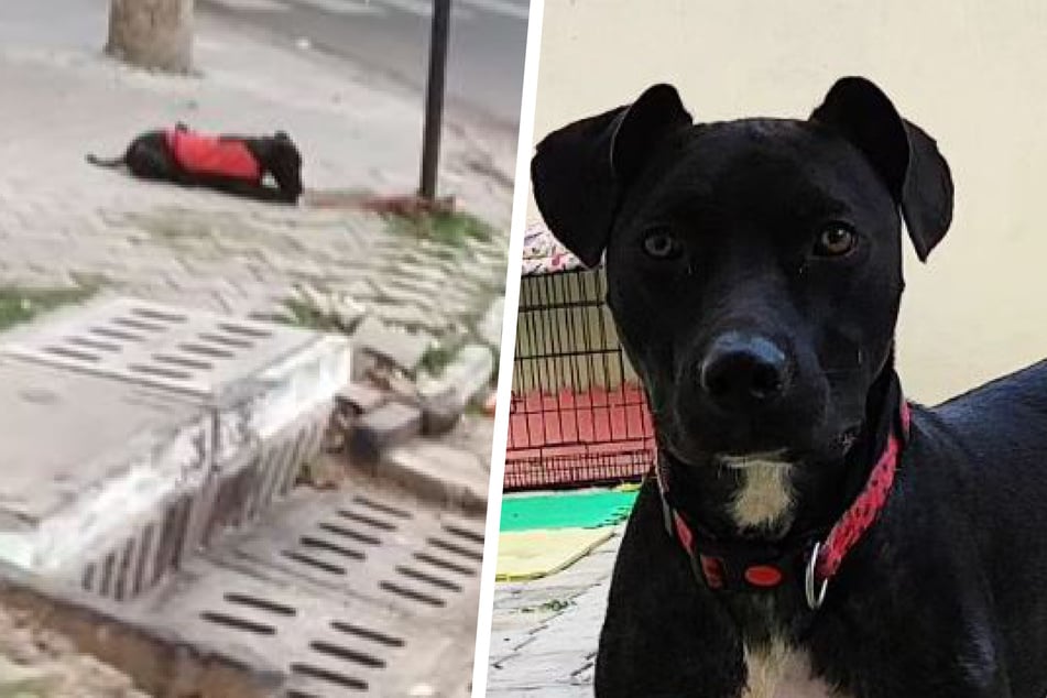 Frau will ausgesetzten Hund retten: Als sie sieht, was mit ihm ist, zerreißt es ihr das Herz