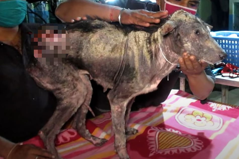 Stray dog in terrible agony makes startling transformation