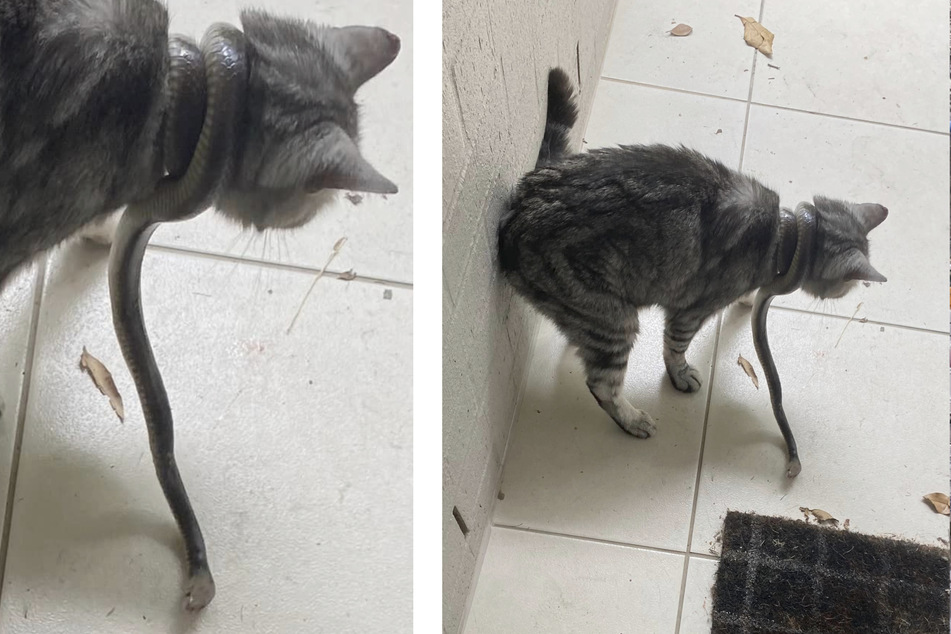 A cat named Mabel was nearly killed by a brown snake before her owner rescued her.
