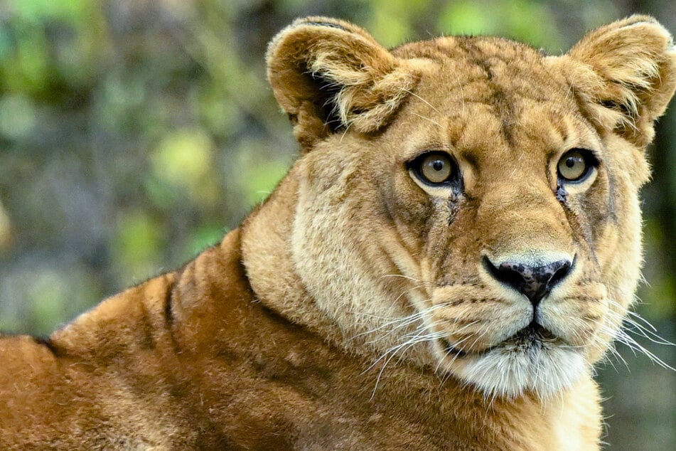 Appetitlosigkeit, Müdigkeit, Bewusstlosigkeit: Drei Löwen nach Hitzewelle im Zoo gestorben