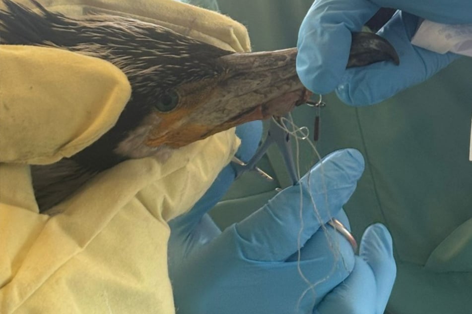 Tierische Rettungsaktion! Verletzter Kormoran sucht Notaufnahme auf