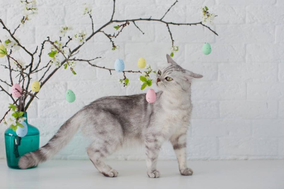 Der süße Duft von Frühlingsblüten verlockt viele Katzen dazu, daran zu knabbern.