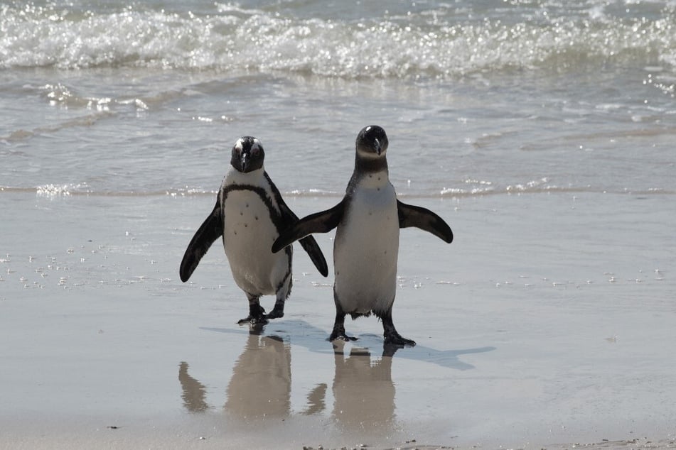 African Penguins walk on the beach at the Boulders penguin colony, a popular tourist destination in Simon's Town, near in Cape Town, South Africa.