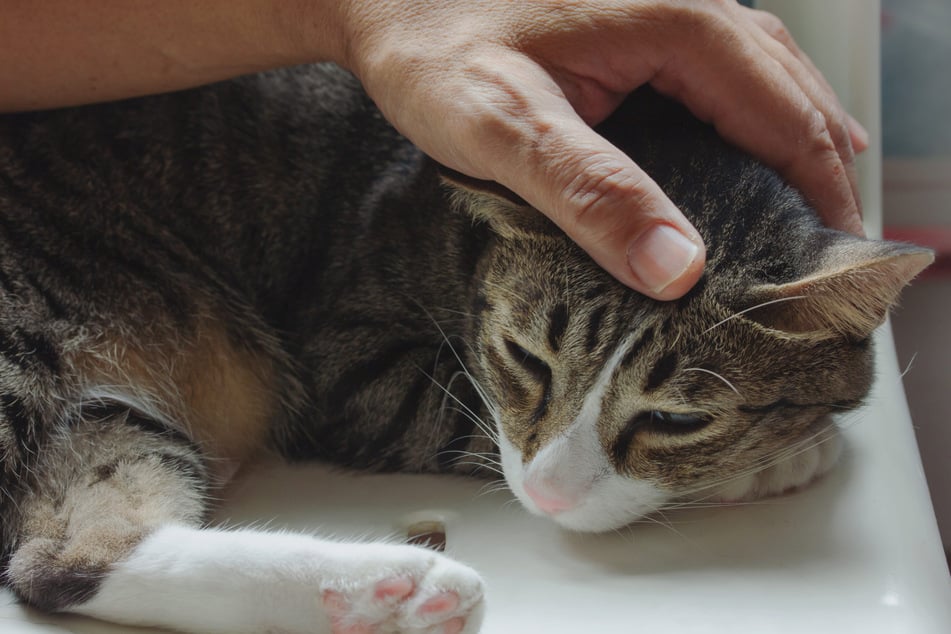 In der Oberlausitz haben Unbekannte eine Katze angeschossen. (Symbolfoto)
