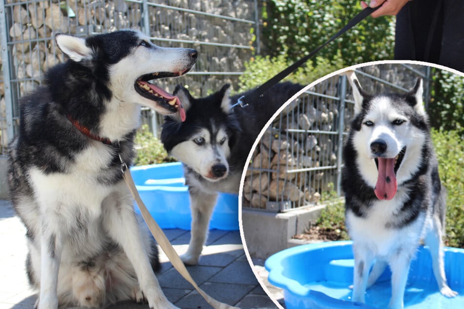 Husky-Paar aus Wohnung geworfen: Gibt es ein Happy End für diese Hunde?