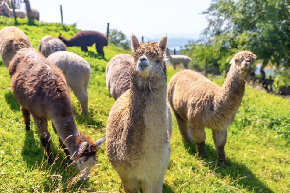 Die ausgebüxte Alpaka-Herde konnte wieder eingefangen werden. (Symbolfoto)