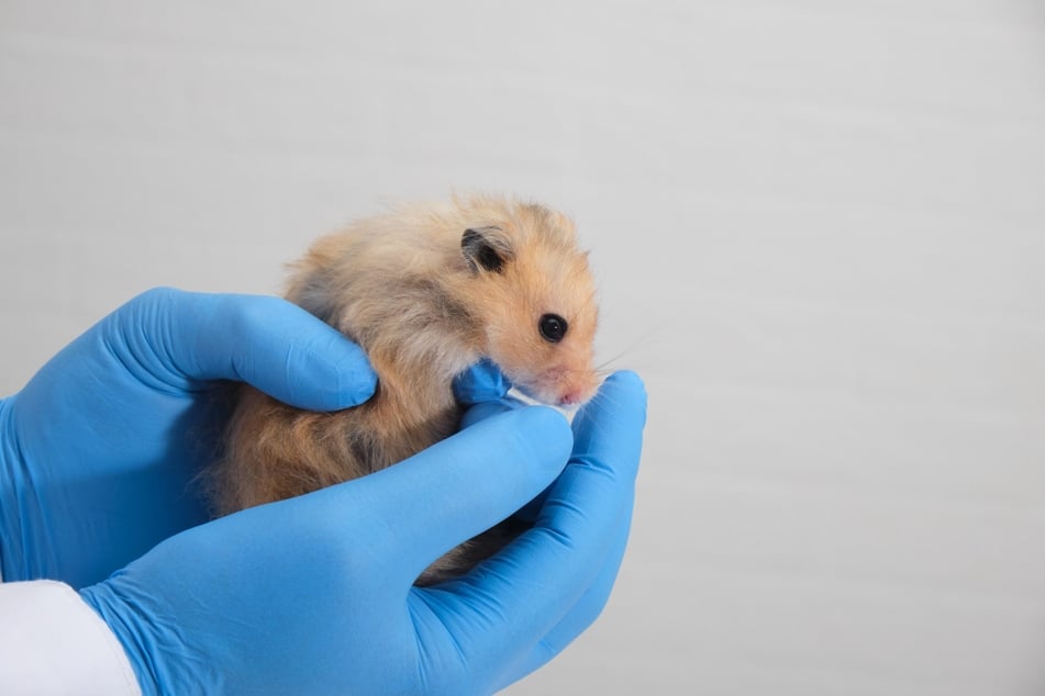 Kranke Hamster müssen vom Tierarzt untersucht werden.