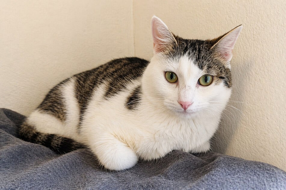Kater Ameas hofft auf ein ruhiges Plätzchen.