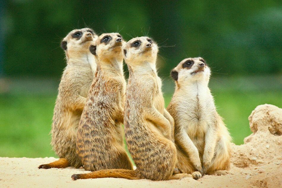 Die Erdmännchen-Gruppe des Tierparks Hellabrunn wurde nachts in ihrem Bau verschüttet.