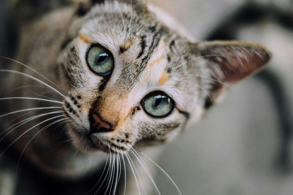 Sometimes, cats will pair their adorable headbutting with a little nibble.