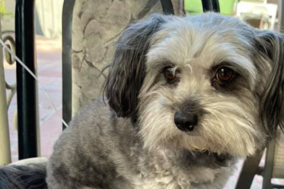 Hund verschwindet spurlos: Fünf Jahre später erhält Besitzerin Anruf, der sie sprachlos macht