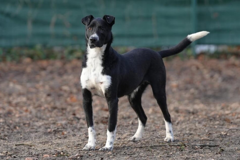 Der Hund wurde aus Rumänien gerettet und dann im Hamburger Tierheim untergebracht.