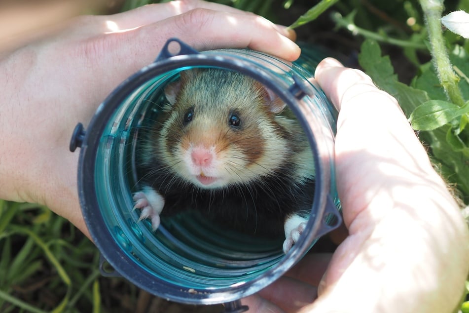 "Einkaufstasche" immer dabei - Hamsterbacken dienen zum Transport von Samen und Körnern.