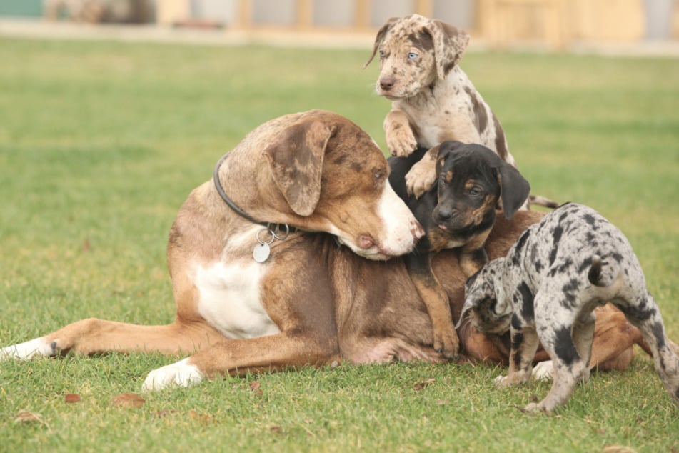 One of the rarest dog breeds is the Louisiana Catahoula Leopard Dog.